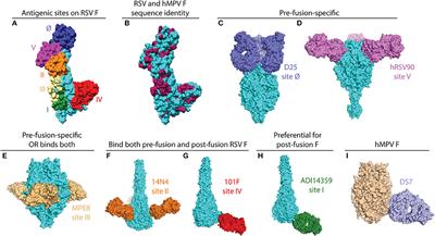 Antibody Epitopes of Pneumovirus Fusion Proteins